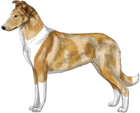 Sable Merle and White Smooth Collie