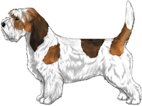 White & Sable Petit Basset Griffon Vendeen