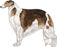 Sable with White Piebald Markings Borzoi