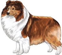 Sable Shetland Sheepdog