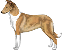 Sable and White Smooth Collie