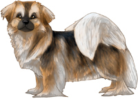 Sable Tibetan Spaniel