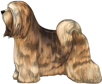 Sable Tibetan Terrier