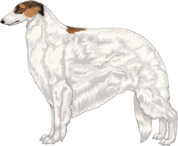 Sabled Red with Black Mask and Extreme White Piebald Borzoi