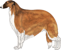 Sabled Red with Black Mask and Irish White Markings Borzoi