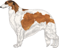 Sabled Red with Black Mask and Piebald White Markings Borzoi