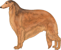 Sabled Red Borzoi