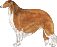 Sabled Red with Irish White Markings Borzoi