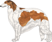 Sabled Red with Piebald White Markings Borzoi