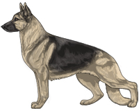 Saddleback Black and Cream German Shepherd Dog