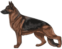 Saddleback Black and Red German Shepherd Dog
