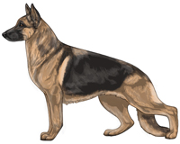 Saddleback Black and Tan German Shepherd Dog