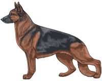 Saddleback Blue and Red German Shepherd Dog