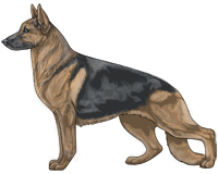 Saddleback Blue and Tan German Shepherd Dog