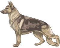 Saddleback Fawn and Cream German Shepherd Dog