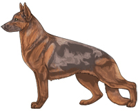 Saddleback Fawn and Red German Shepherd Dog