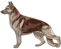 Saddleback Liver and Cream German Shepherd Dog