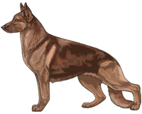 Saddleback Liver and Tan German Shepherd Dog