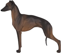 Seal Italian Greyhound