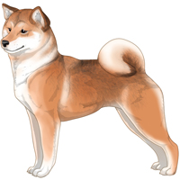 Sesame Buff White Urajiro Shiba Inu