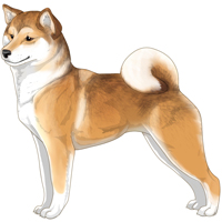 Sesame Cream White Urajiro with White Shiba Inu