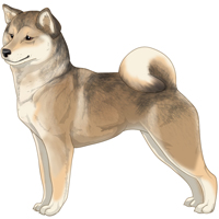 Sesame Grey Cream Urajiro Shiba Inu