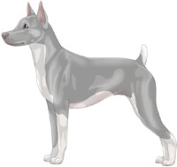 Silver & White Rat Terrier