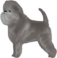 Silver Affenpinscher