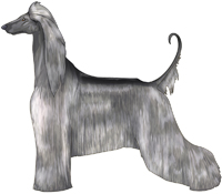 Silver Afghan Hound