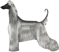 Silver with Black Mask Afghan Hound