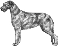 Silver Brindle Irish Wolfhound