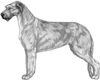 Silver Irish Wolfhound