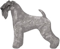 Silver Kerry Blue Terrier