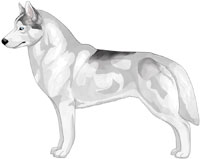 Silver and White Piebald Siberian Husky