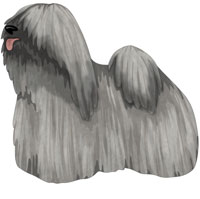 Silver Puli