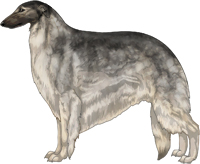 Silver Sable with Black Mask Borzoi