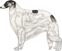 Silver Sable with Black Mask and Extreme White Piebald Borzoi