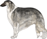 Silver Sable with Black Mask and Irish White Markings Borzoi