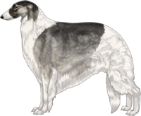 Silver Sable with Black Mask and Piebald White Markings Borzoi