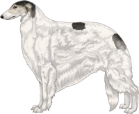 Silver Sable with Extreme White Piebald Borzoi