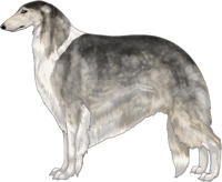 Silver Sable with Irish White Markings Borzoi