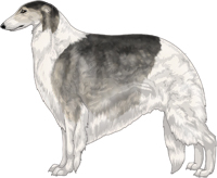 Silver Sable with Piebald White Markings Borzoi