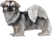 Silver Sable Tibetan Spaniel