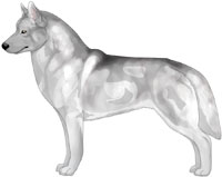 Silver Siberian Husky