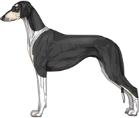 Black & Silver Irish Smooth Saluki