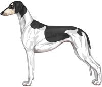 Black & Silver Parti Smooth Saluki