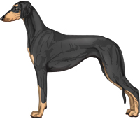 Black & Tan Smooth Saluki