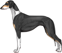 Black and Tan Irish Smooth Saluki