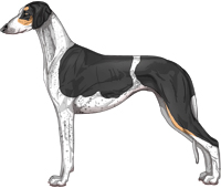 Black and Tan Parti Smooth Saluki