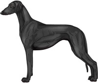 Black Smooth Saluki